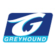 Greyhound